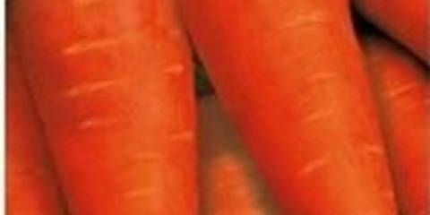 Šargarepa altai gurman